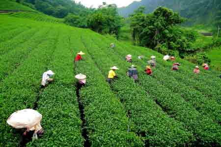 Tea Tour in Northeast India