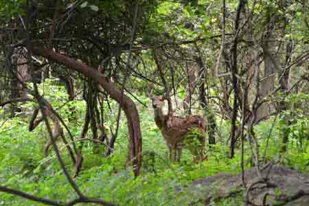 Balpakram National Park