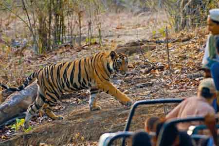 Bandhavgarh National Park