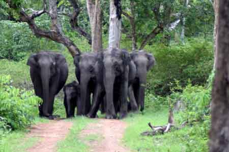 Bandipur National Park