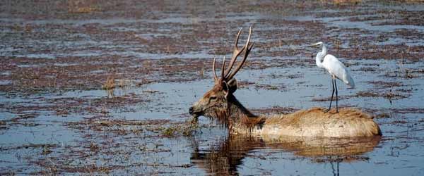 Baretha Wildlife sanctuary, Bharatpur