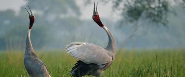 Bharatpur Bird Sanctuary Safari