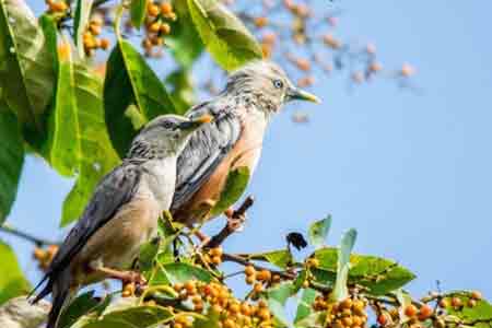 Bird Watching Tours