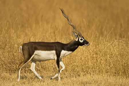 Blackbuck National Park