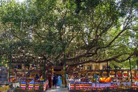 Bodhi Tree