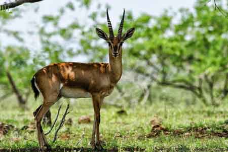 Bondla Wildlife Sanctuary