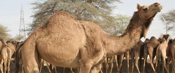 Camel Breeding Farm bikaner