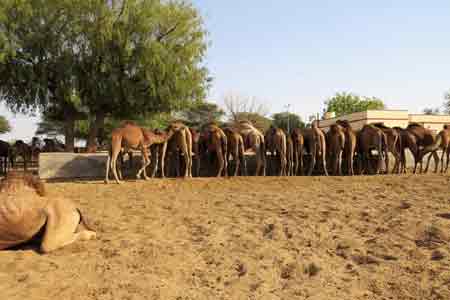 National Research Centre on Camel