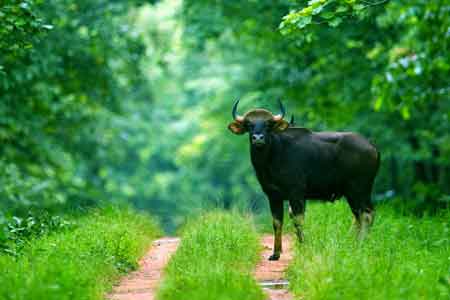 Chhattisgarh Wildlife Tour