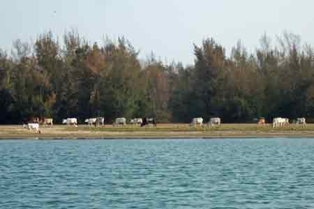 Chilika Lake