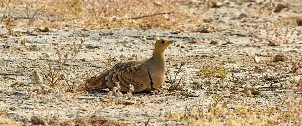 Desert National Sanctuary, Jaisalmer