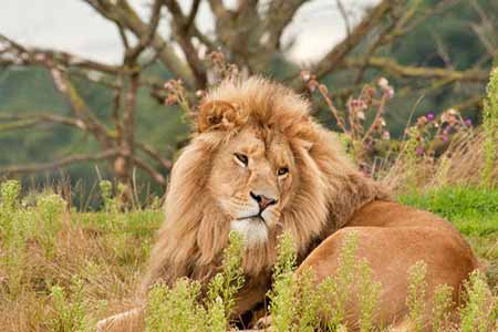 Gujarat Wildlife Tour Package