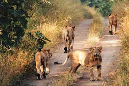 Best of Gujarat With Wildlife