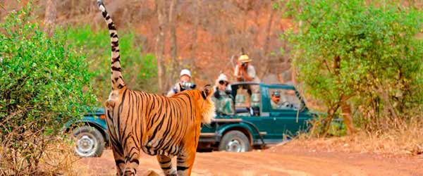 JEEP SAFARI – RANTHAMBORE