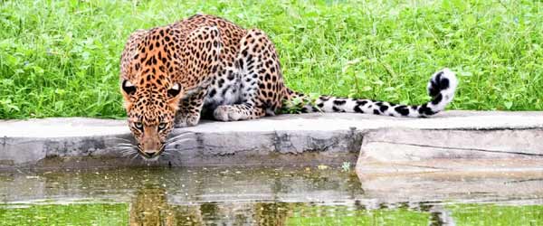 Jhalana Leopard Safari Jaipur