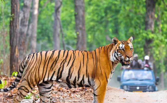 Delhi to Jim Corbett Tour Packages