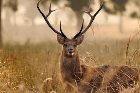 Kanha National Park