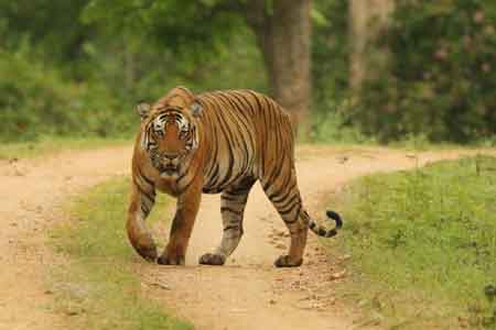 Karnataka Wildlife Tour