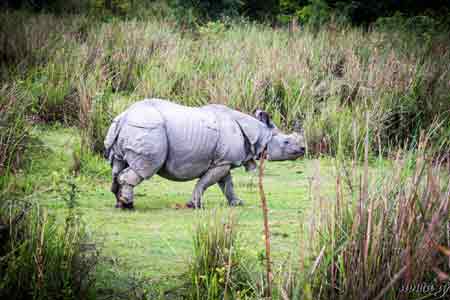 Kaziranga with Meghalaya