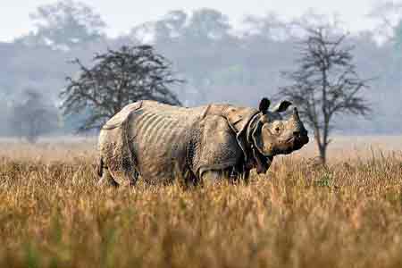  				Kaziranga National Park			