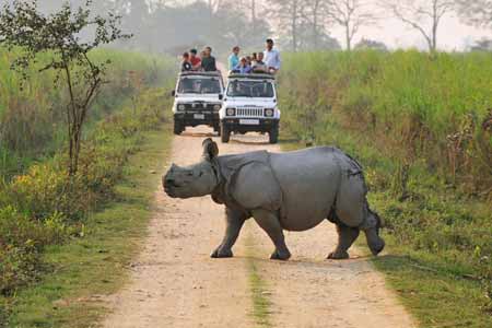 Kaziranga Wildlife Tour Package