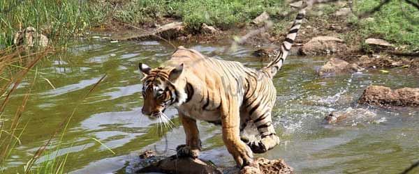 Keladevi Wildlife Sanctuary, Karauli