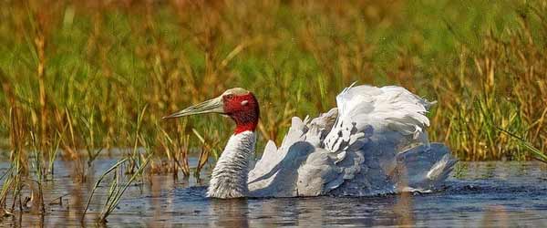 Keoladeo Ghana Bird Sanctuary