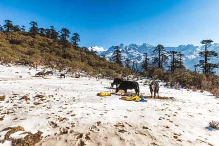 Khangchendzonga National Park