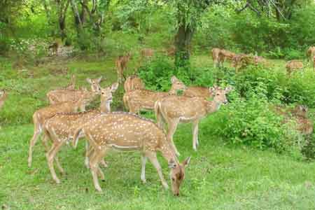 Kishtwar National Park Jammu Kashmir, India