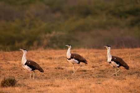 Kutch Bustard Sanctuary