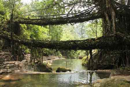 Double Decker Living Root Bridge 