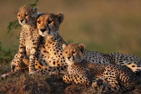 Madhya Pradesh Wildlife Tour