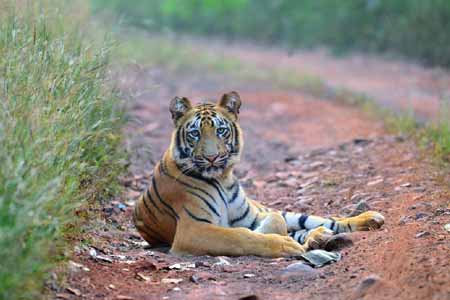 Maharashtra Wildlife Tour