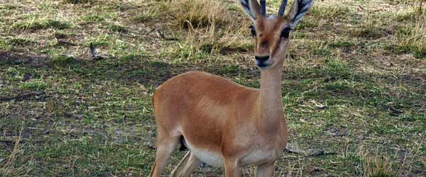 Mount Abu Sanctuary