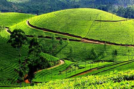      Munnar