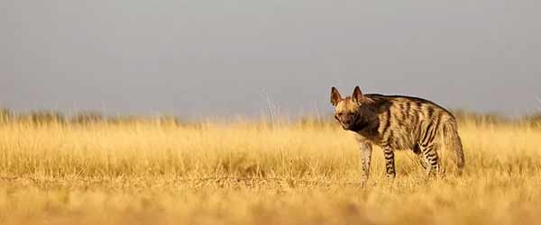 National Chambal Wildlife Sanctuary, Kota