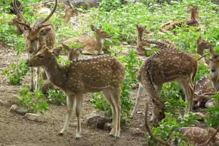 Nehru Zoological Park