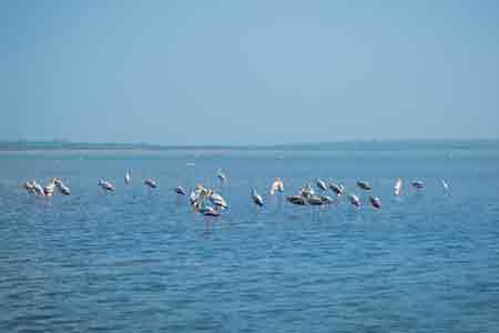 Nellore
