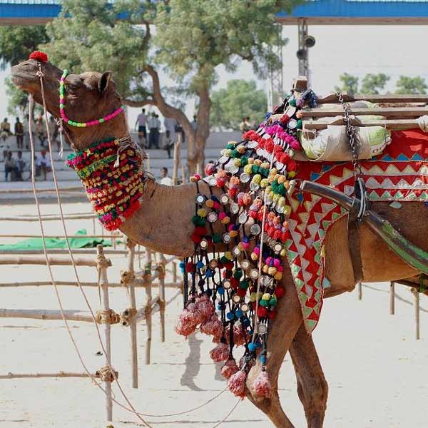 Pushkar Fair Special Tour Package