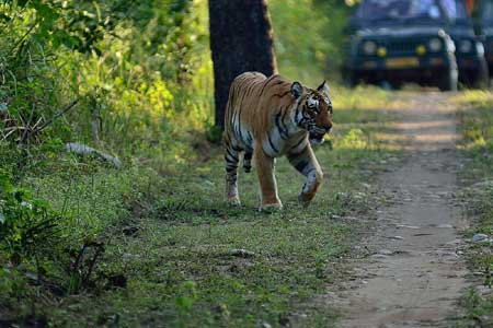 Ranthambore Pushkar Tour