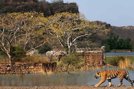 Ranthambore Weekend Tour