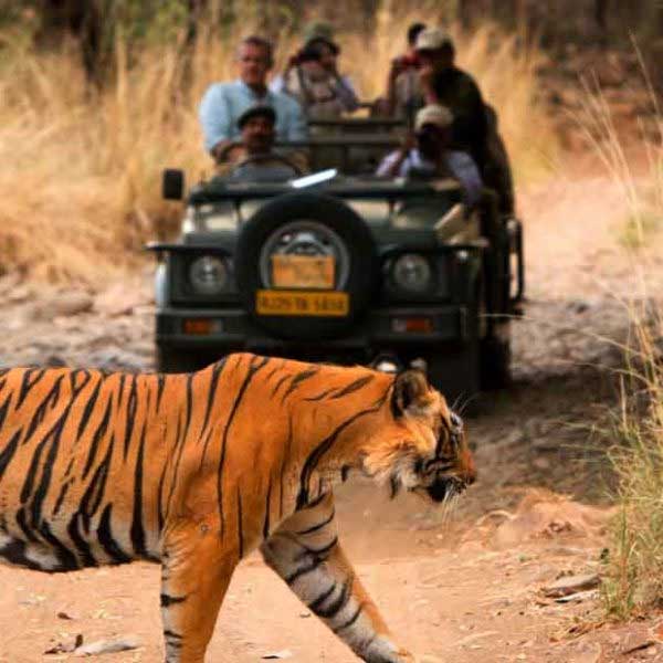 JAIPUR RANTHAMBORE Tour