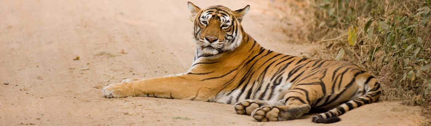 Ranthambore Tourism