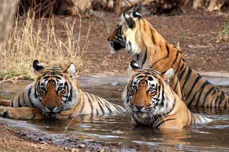 wilde dieren reizen india