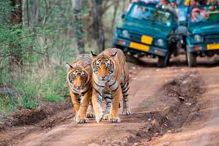 Meilleurs parcs nationaux Inde