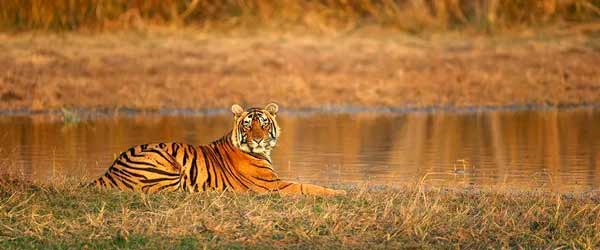 Sariska National Park, Alwar