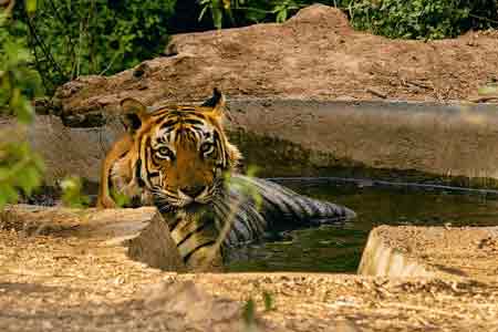 Sariska Wildlife Santuary