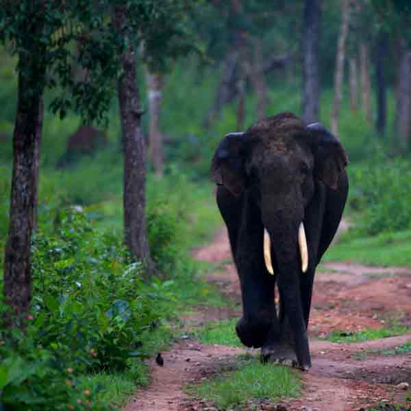 16 Days South India Wildlife Tour