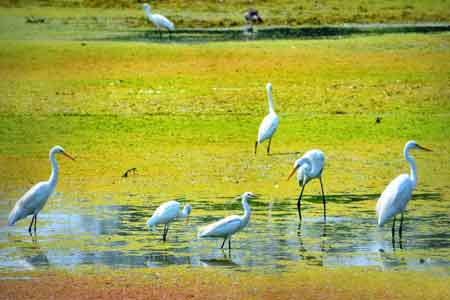 Sultanpur Bird Sanctuary 