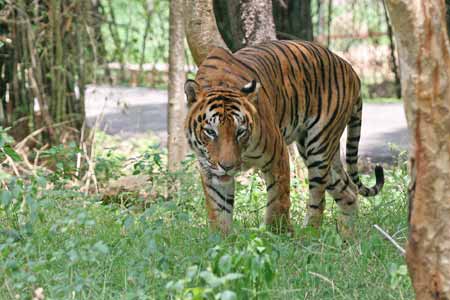 Tadoba National Park 